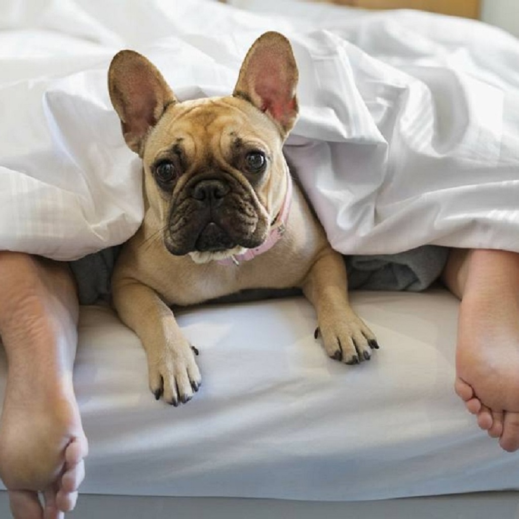 Собака спит с хозяином в постели. Собака в кровати с хозяином. Собака спит в постели. Можно ли пускать на кровать. Можно ли пускать на кровать.