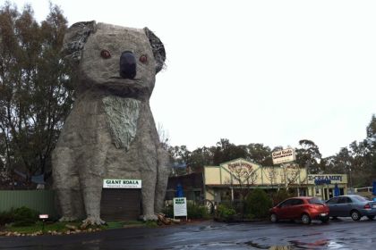 190849_the-giant-koala.jpg