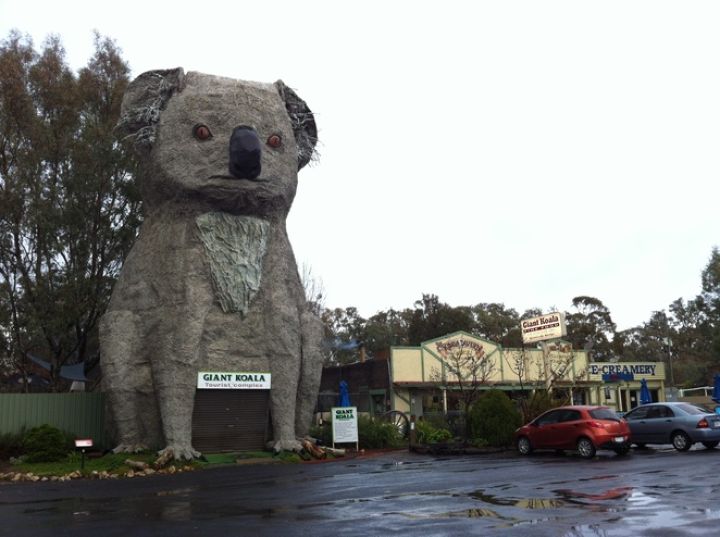 190849_the-giant-koala.jpg