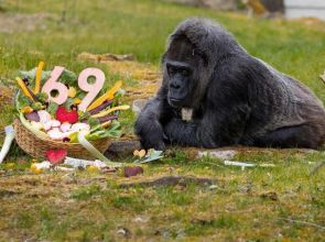 အသက် ၆၉ နှစ်ရှိပြီဖြစ်တဲ့ ကမ္ဘာ့အသက်ကြီးဆုံးဂေါ်ရီလာမျောက်ဝံ