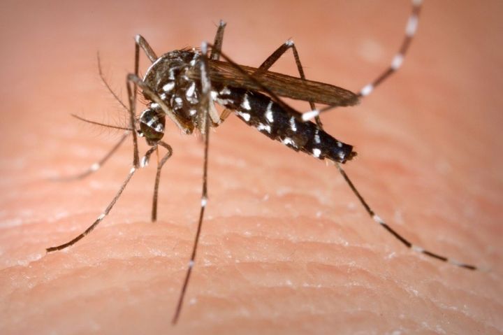 Aedes_Albopictus.0.jpg