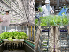 နှစ်စဉ် ဟင်းသီးဟင်းရွက် တန်ချိန် ၂၀၀၀၀ ထုတ်လုပ်နိုင်တဲ့ ကမ္ဘာ့အမြင့်ဆုံးအိမ်တွင်းဒေါင်လိုက်စိုက်ပျိုးရေးခြံကို စင်ကာပူမှာ ဖွင့်လှစ်