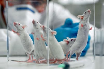 GettyImages-95011864-mice-lab-mouse-1120.jpg