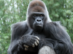 Animal Planet ရဲ့ The Zoo မှတ်တမ်းရုပ်ရှင်စီးရီးမှာ ပါဝင်ခဲ့တဲ့ မျက်မမြင်ဂေါ်ရီလာမျောက်ဝံကြီး သေဆုံး