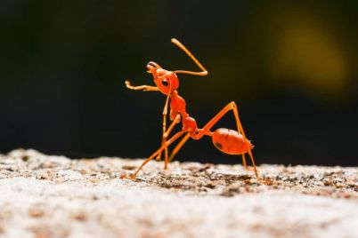 ant-legs.jpg