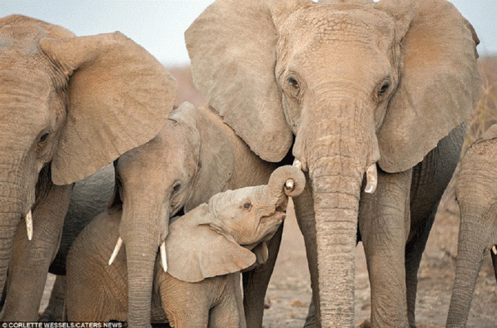 baby-elephant.gif