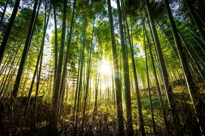 beautiful-landscape-of-bamboo-grove-in-the-forest-NTADKEU.jpg