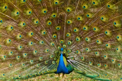 beautiful-peacock-feathers-P63HGMT.jpg