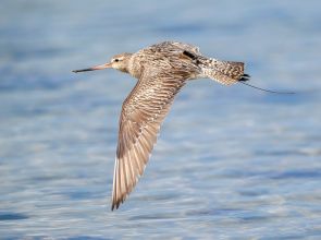 မိုင် ၈၀၀၀ ကျော် ခရီးကို မရပ်မနား ပျံသန်းခဲ့တဲ့ ငှက်ကလေး