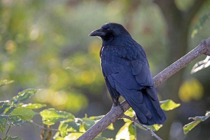 carrion-crow-on-a-tree-branch-8D26TLZ.jpg