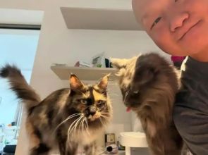 တရုတ်နှစ်ကူးကာလမှာ ကြောင်အစာကျွေးခြင်းဝန်ဆောင်မှုကနေ ကန်ဒေါ်လာ ၂၃၀၀၀ ဝင်ခဲ့တဲ့အမျိုးသား