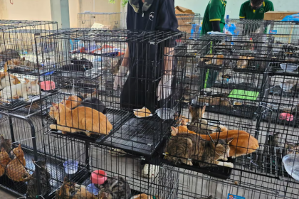 cat.webp