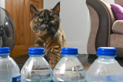 cat.webp