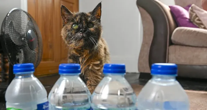 cat.webp
