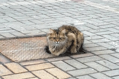 cat-waiting-owner.gif