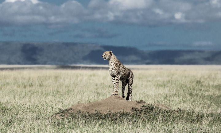 cheetah-on-a-mound-watching-around-in-serengeti-27EBV6A.jpg