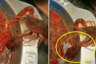 crayfish-amputates-own-claw-to-survive-being-dinner-and-gets-adopted-by-diner-instead-world-of-buzz-3.png