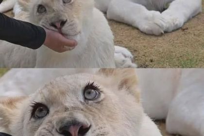 cute.jpg