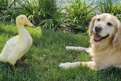 duck2.jpg