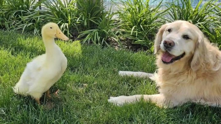 duck2.jpg