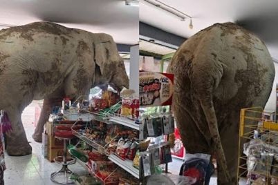 elephant.jpg