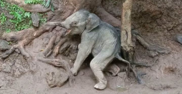 eles.jpg