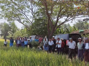 အထွက်နှုန်း အထူးကောင်းမွန်ခြင်းကြောင့် နယူးဧရာ-၁၁ အထွက်တိုးမျိုး စပါးအပေါ် ဧရာဝတီမြစ်ဝကျွန်းပေါ်ဒေသမှ တောင်သူများ စိတ်ဝင်စားမှု မြင့်တက်နေ