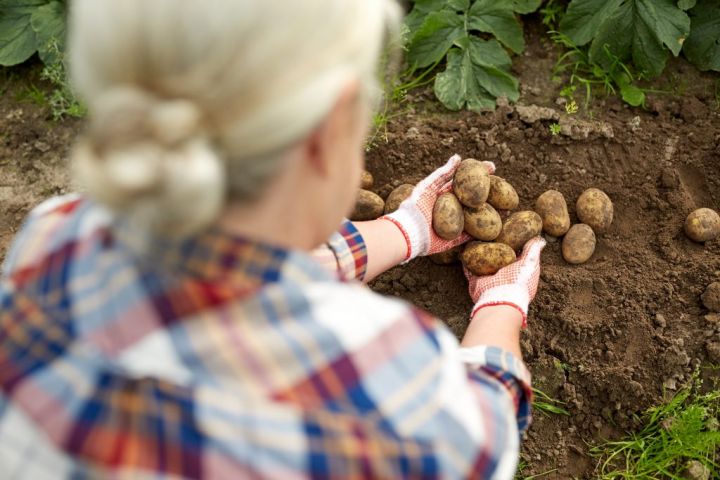 farmer-with-potatoes-at-farm-garden-PC7HFEQ-e1565530937270.jpg