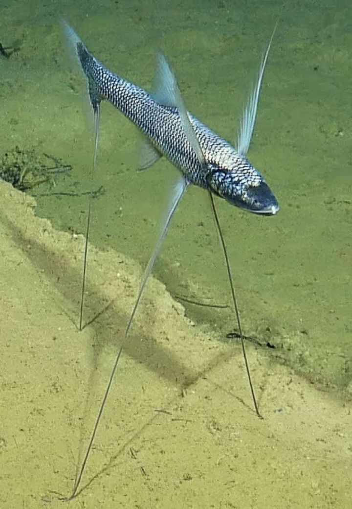 fishleg.jpg
