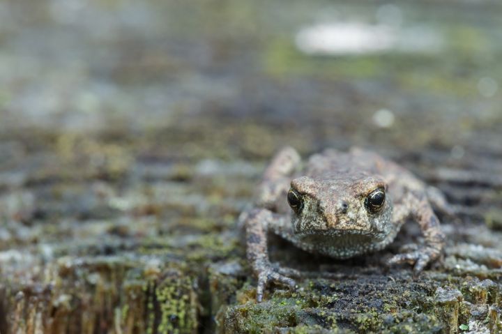 grey-frog-or-toad-sitting-on-stump-looking-ahead-PPAM7Y7.jpg