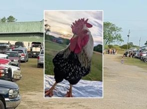 ကြက်ဖကြီးတစ်ကောင် စံချိန်တင်ဈေးနှုန်းနဲ့ လေလံအောင်ခဲ့တဲ့ အကြောင်းရင်း