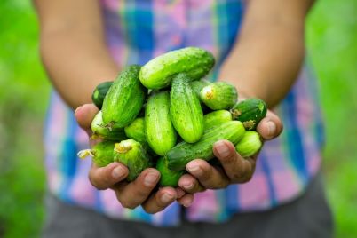 harvest-of-cucumbers-in-hands-of-woman-farmer-7NTJU25.jpg