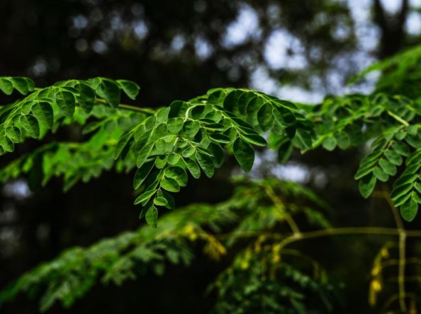 ရေထဲမှ ပလတ်စတစ် အမှုန်အမွှားတွေကို စုစည်းဖယ်ရှားဖို့ ဒန့်သလွန်စေ့ အဆီအနှစ်ကို အသုံးပြုနိုင်