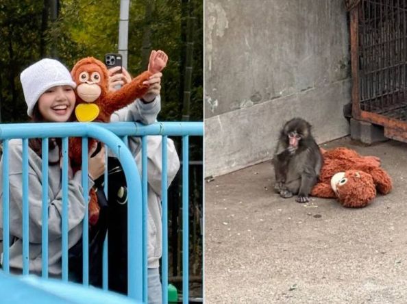 ဂျပန်မှာ မျောက်လေးပန်ချီဆီ အလည်သွားခဲ့တဲ့ BLACKPINK အဖွဲ့ဝင် Lisa