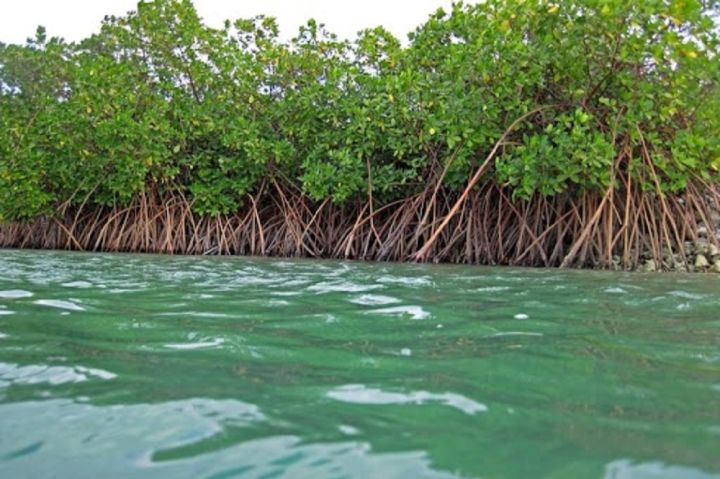 mangrove.jpg
