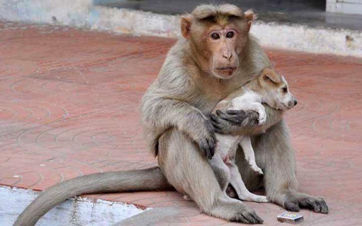 monkey-adopts-puppy-erode-india-131.jpg