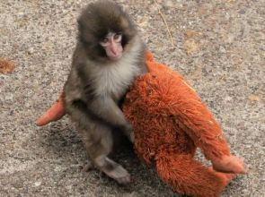 မိခင်ရဲ့စွန့်ပစ်မှုခံရပြီး အ‌မွှေးပွအရုပ်လေးကိုပဲ အဖော်အဖြစ် ပွေ့ဖက်ခင်တွယ်နေတဲ့ မျောက်ပေါက်လေး