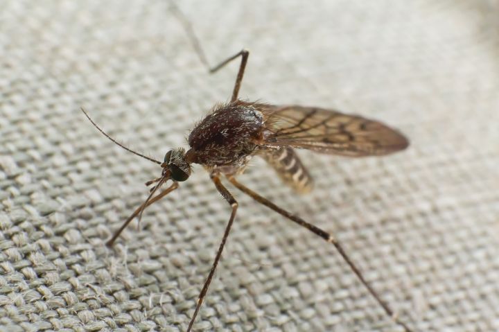 mosquito-trying-to-bite-through-cloth-V3QDX5U.jpg