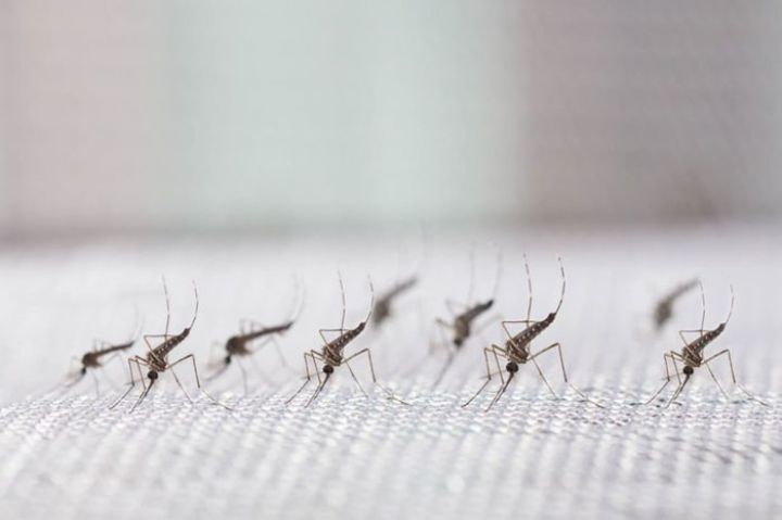 mosquitolarge.jpg