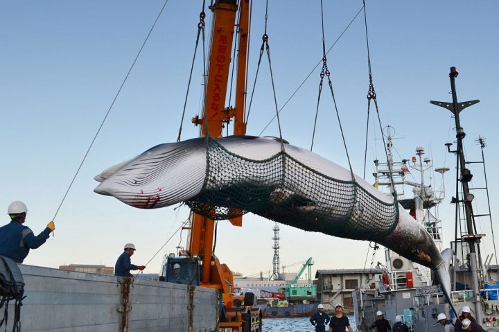 og-crop-japan-whaling-gettyimages-842662572.jpg