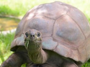 အသက် ၁၉၄ နှစ်ရှိတဲ့ ကမ္ဘာ့အသက်ကြီးဆုံးသက်ရှိကုန်းနေလိပ်ကြီး သေဆုံးသွားပြီဆိုတာ သတင်းအမှားသာဖြစ်
