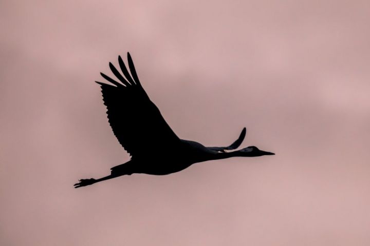 one-migrating-eurasian-crane-against-pink-sky-PVRJ3FT-e1565592244278.jpg