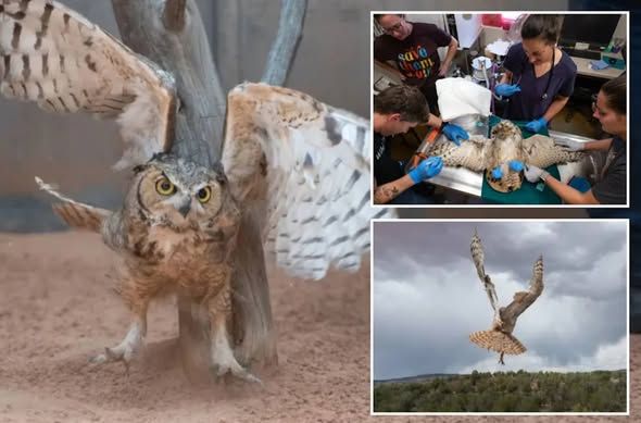 owl.jpg