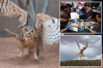 owl.jpg