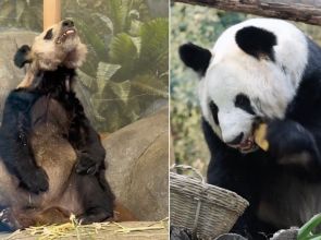 အမေရိကန်ကနေ တရုတ်နိုင်ငံကို ပြန်ရောက်ပြီး ၃ နှစ်နီးပါးအကြာမှာ ကျန်းမာဝဖြိုးနေပြီဖြစ်တဲ့ ပန်ဒါကြီးယာယာ