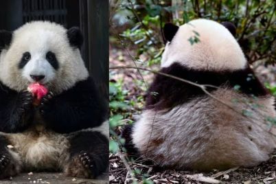 panda.jpg