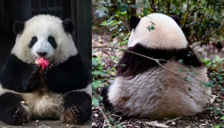 panda.jpg