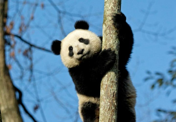 panda-to-tree.jpg