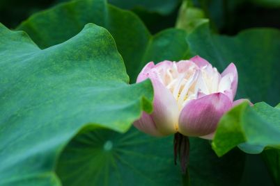pink-buddha-lotus-flower-closeup-PCLLP3U.jpg