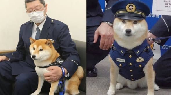 puppy.jpg